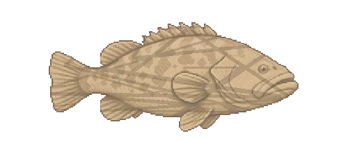 Nassau Grouper