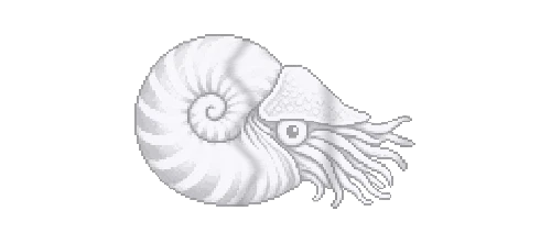 Chambered Nautilus
