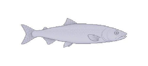 Nelma
