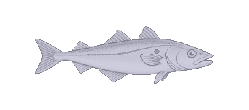 North Sea Haddock