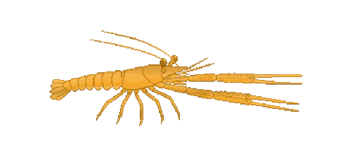 Norway Lobster
