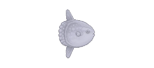 Ocean Sunfish