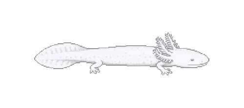 Olm (Proteus)