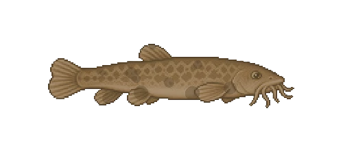 Oriental Weatherloach