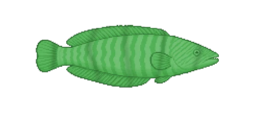 Ornate Wrasse