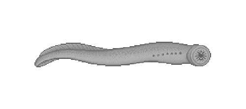 Pacific Hagfish