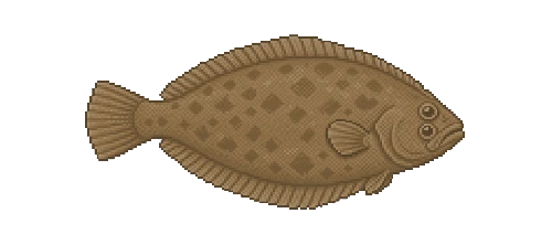 Pacific Halibut