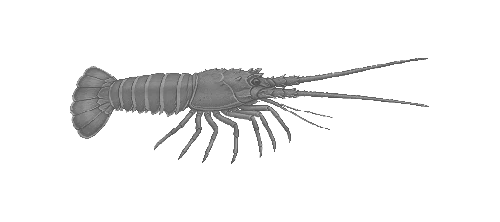 Pacific Spiny Lobster