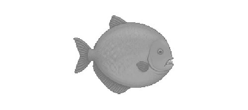 Pacu