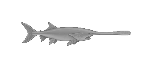 Paddlefish