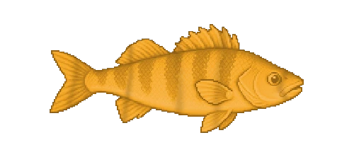 Painted Comber
