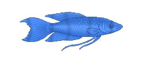 Paradise Fish