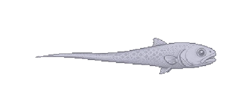 Patagonian Grenadier