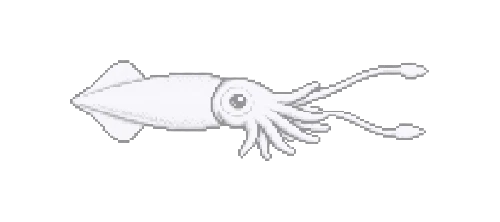 Patagonian Squid