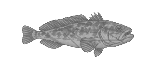 Patagonian Toothfish