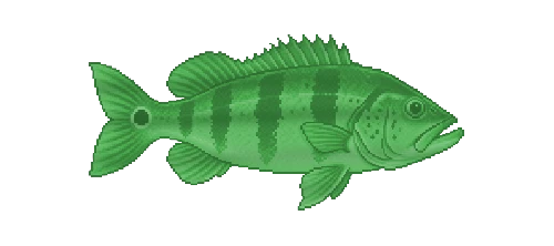 Peacock Bass