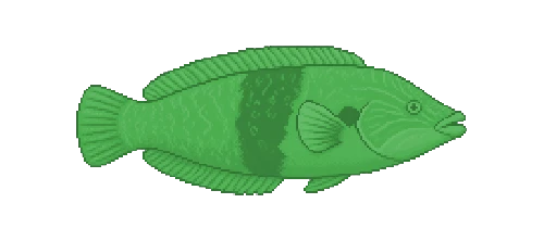 Peacock Wrasse