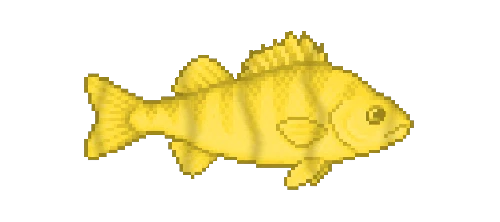 Yellow Perch