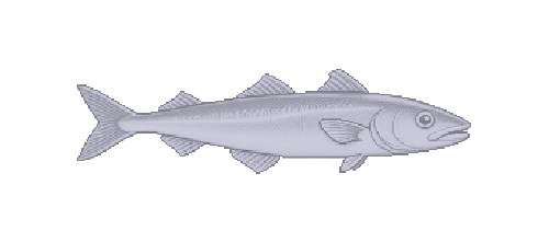 Peruvian Hake