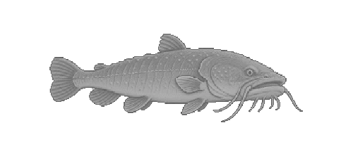 Piraiba Catfish