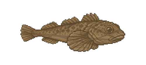 Arctic Sculpin