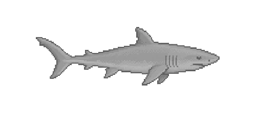 Porbeagle Shark