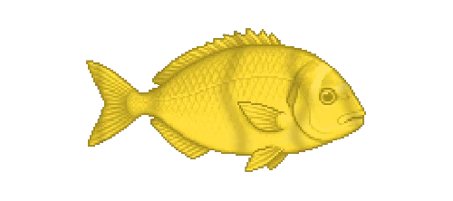 Porkfish