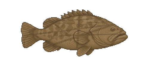 Potato Grouper