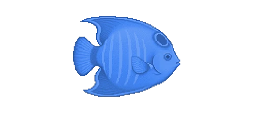 Queen Angelfish