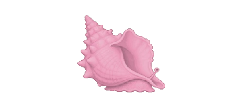Queen Conch