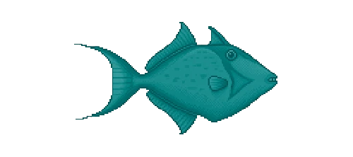 Queen Triggerfish