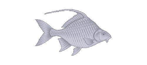 Quillback Carpsucker