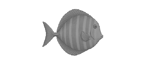 Razor Surgeonfish