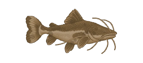 Redtail Catfish