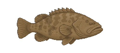 Reef Grouper