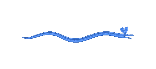 Ribbon Eel