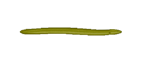 Asian Swamp Eel