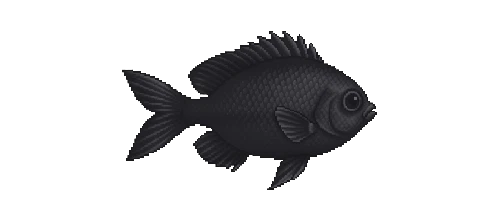 Ringtail Damselfish