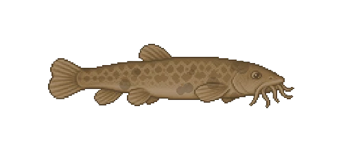 Stone Loach