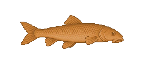 River Redhorse