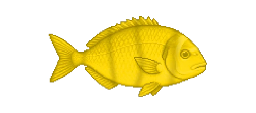 Salema Porgy