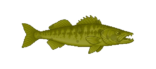 Sauger