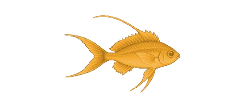 Scalefin Anthias