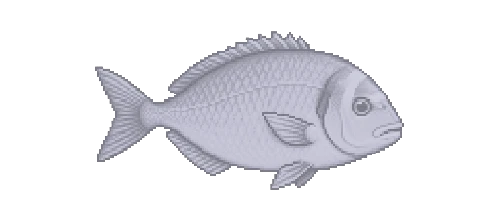 Gilt-head Sea Bream