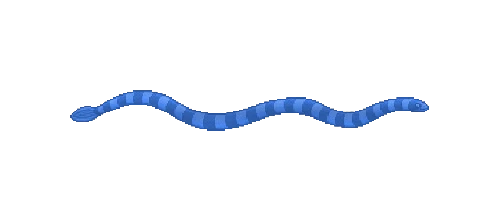 Banded Sea Snake