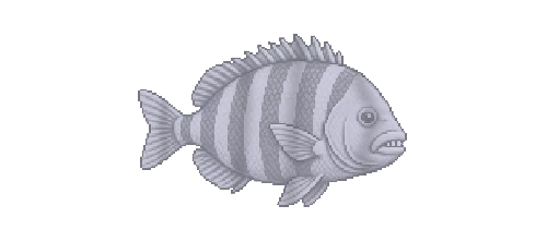 Sheepshead