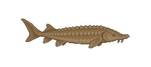 Shortnose Sturgeon