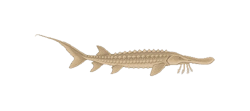 Shovelnose Sturgeon