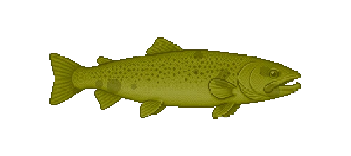 Arctic Taimen
