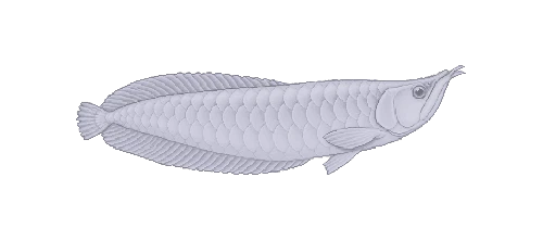 Silver Arowana